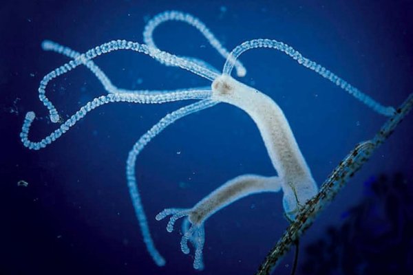 Сайт kraken в tor