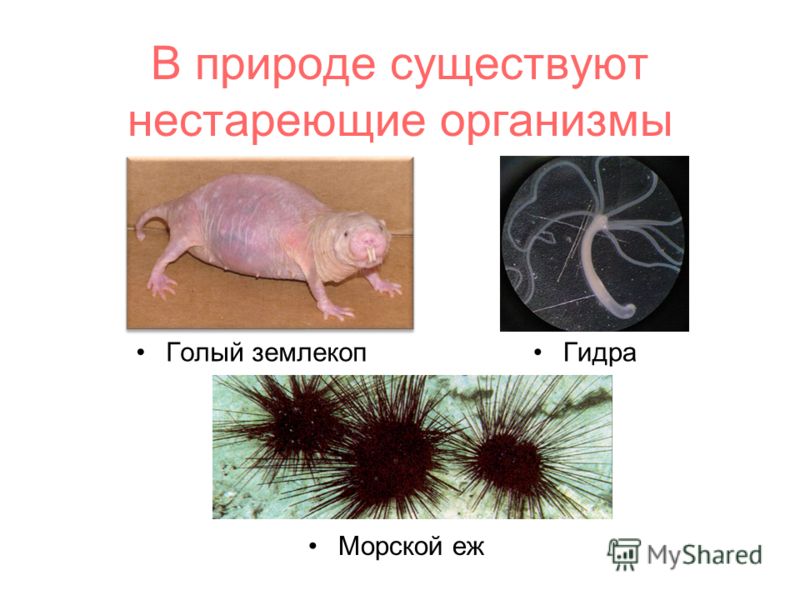 Актуальные ссылки кракен 2025